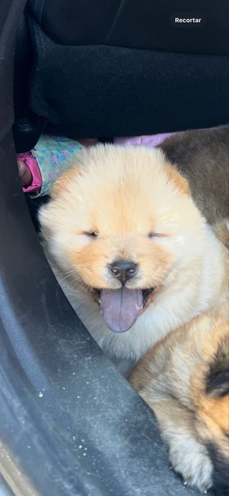 Cachorro Chow chow