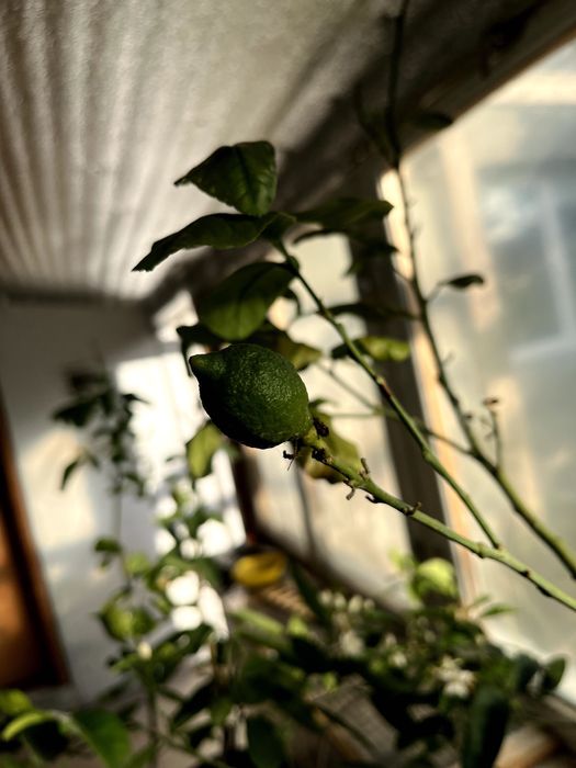 Продам цитрусове дерево (Лимон) 127 см - висота