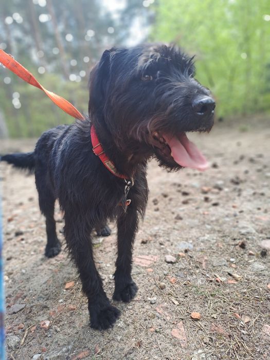 Piesek Piorun szuka domku