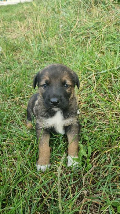 Гарненькі цуценята 2 місяці