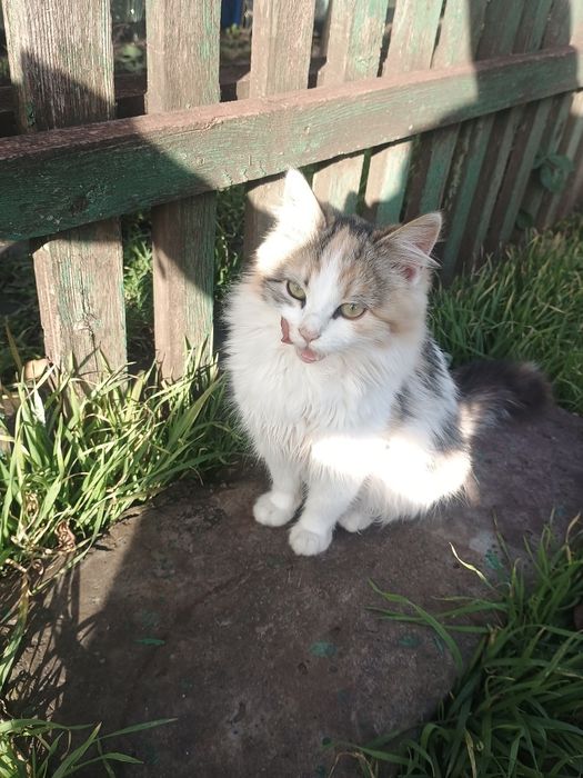 Котята в хорошие руки