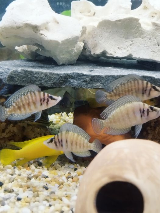 Altolamprologus calvus white tanganika