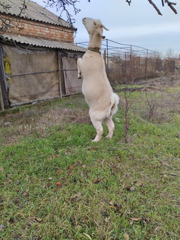 Продам козу англо-нубийская