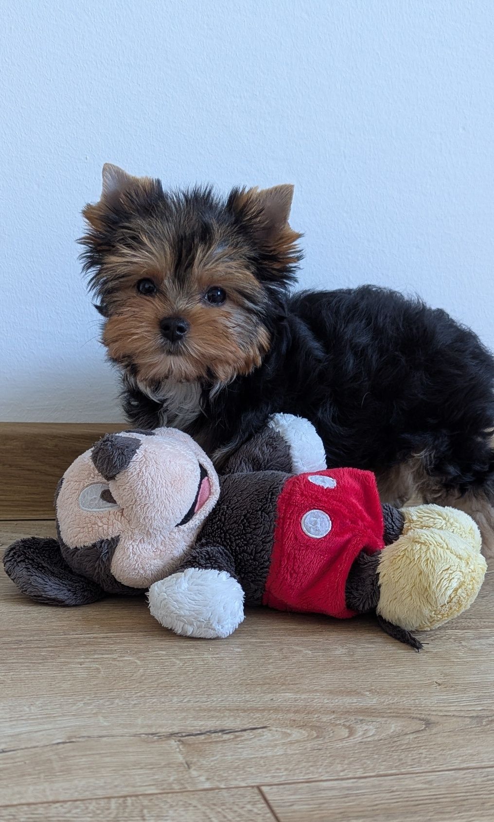 Piesek Yorkshire terrier