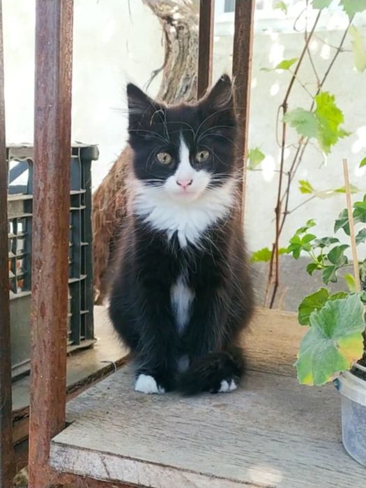 Віддам кицю в добрі руки