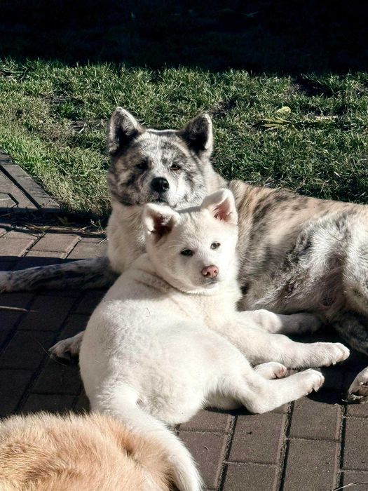 Akita Japońska*szczeniak*ZKwP*Shiro