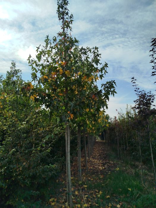 Planta Liquidambar 14-16