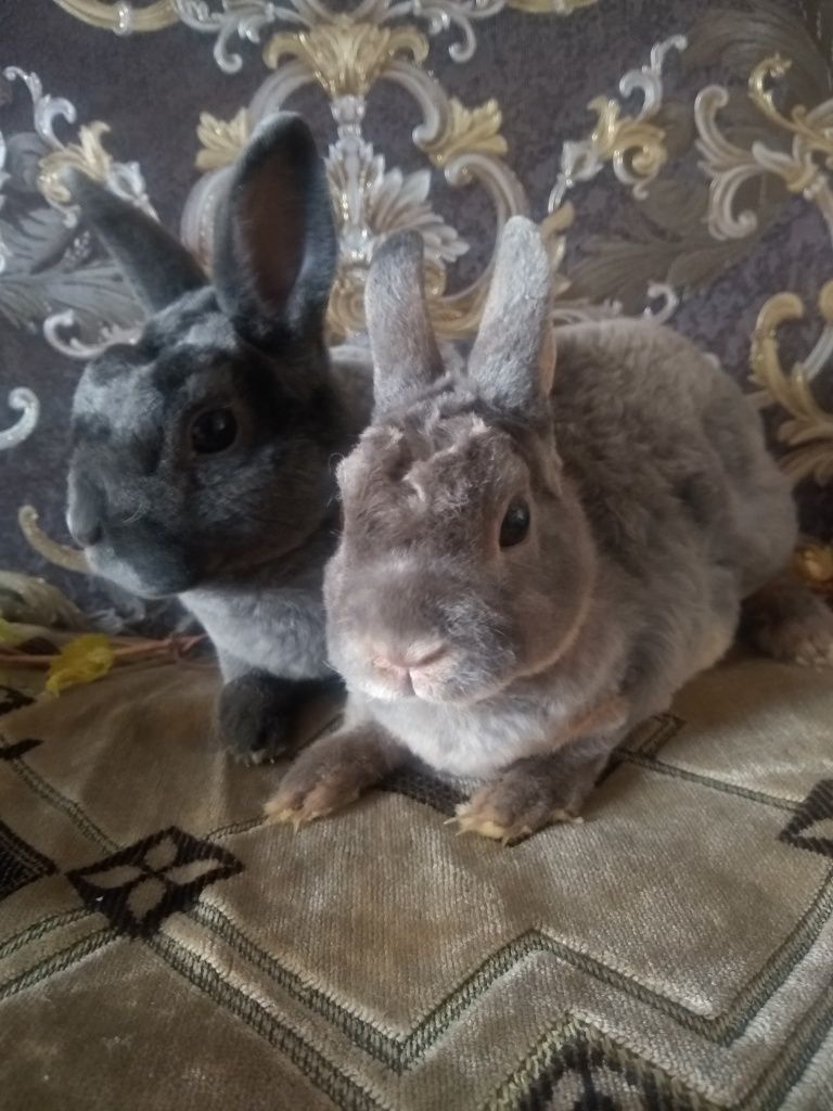 Кролики карликовые и Миники.