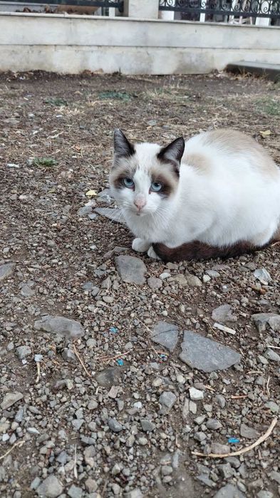 Срочно изу семью сиамке