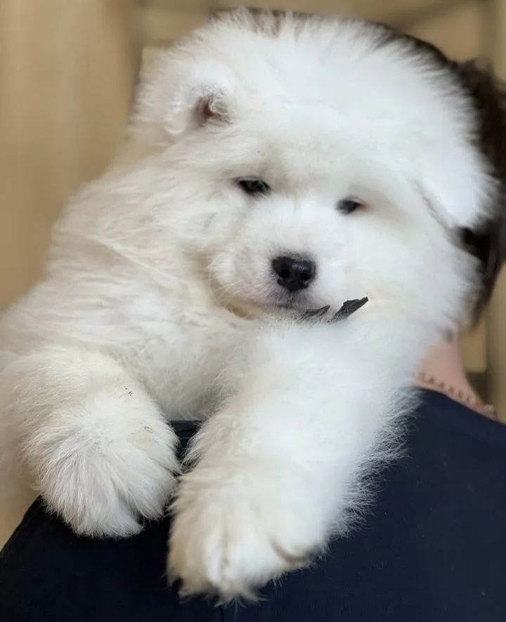 Samoyed szczeniak Samojed