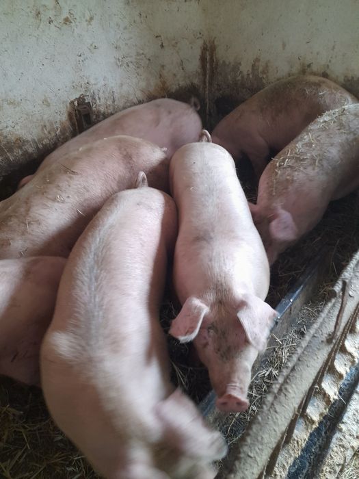 Sprzedam tucznika rasy mięsnej