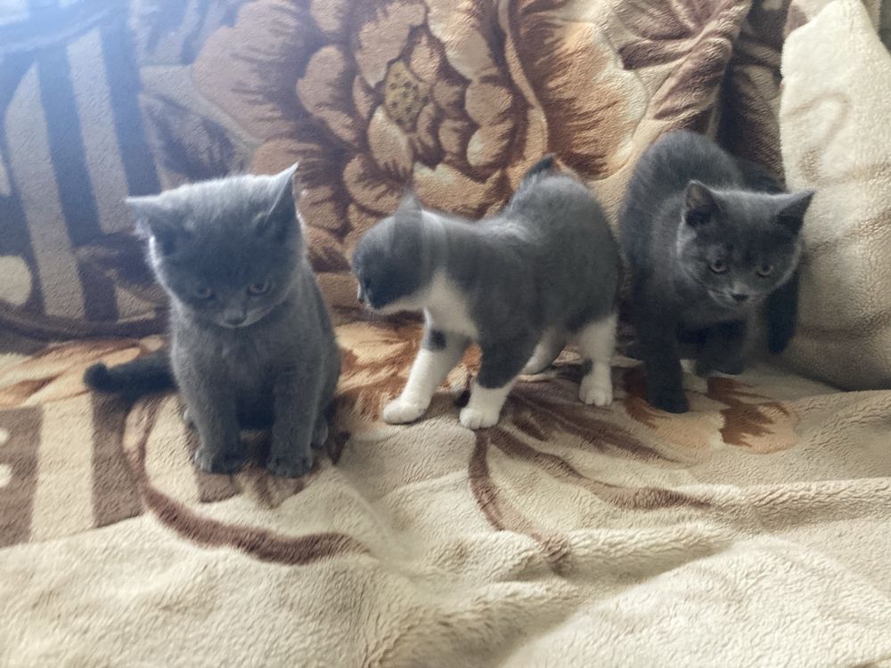 Котята в добрые руи.