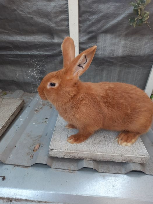 Продажа кроликов.