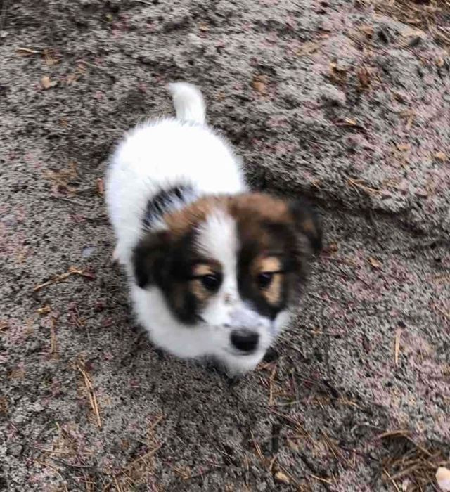 Люди, спасіть цуценят!