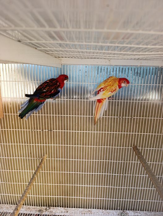 Vendo casal de roselas