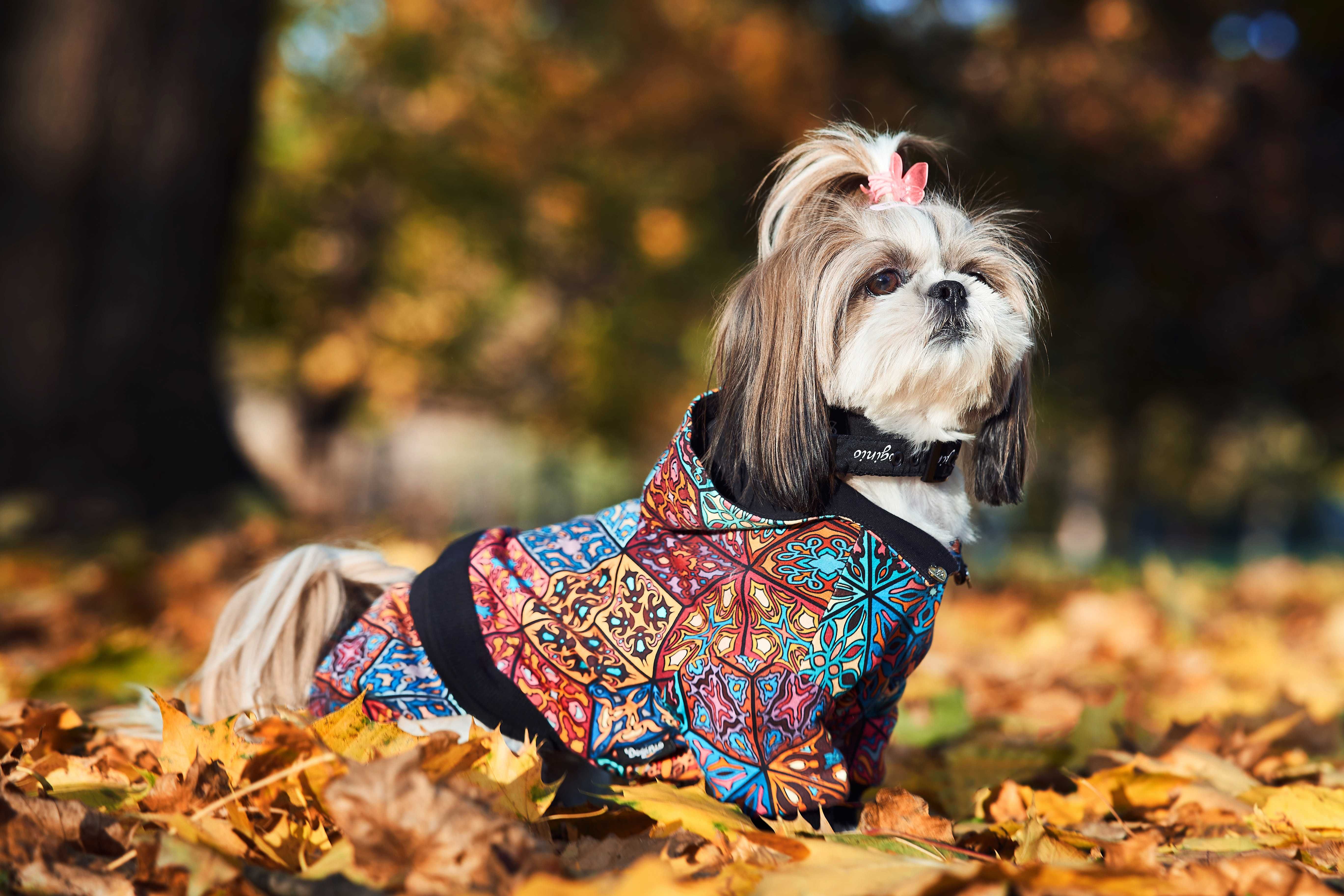 Dres dla psa z kapturem Doginio rozm.L Shih-Tzu ubranko dla psa