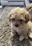 Piękny piesek maltipoo do odbioru początkiem lipca
