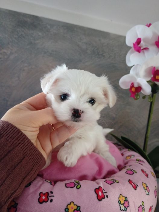 Malutka mega piękna sunia Maltipoo