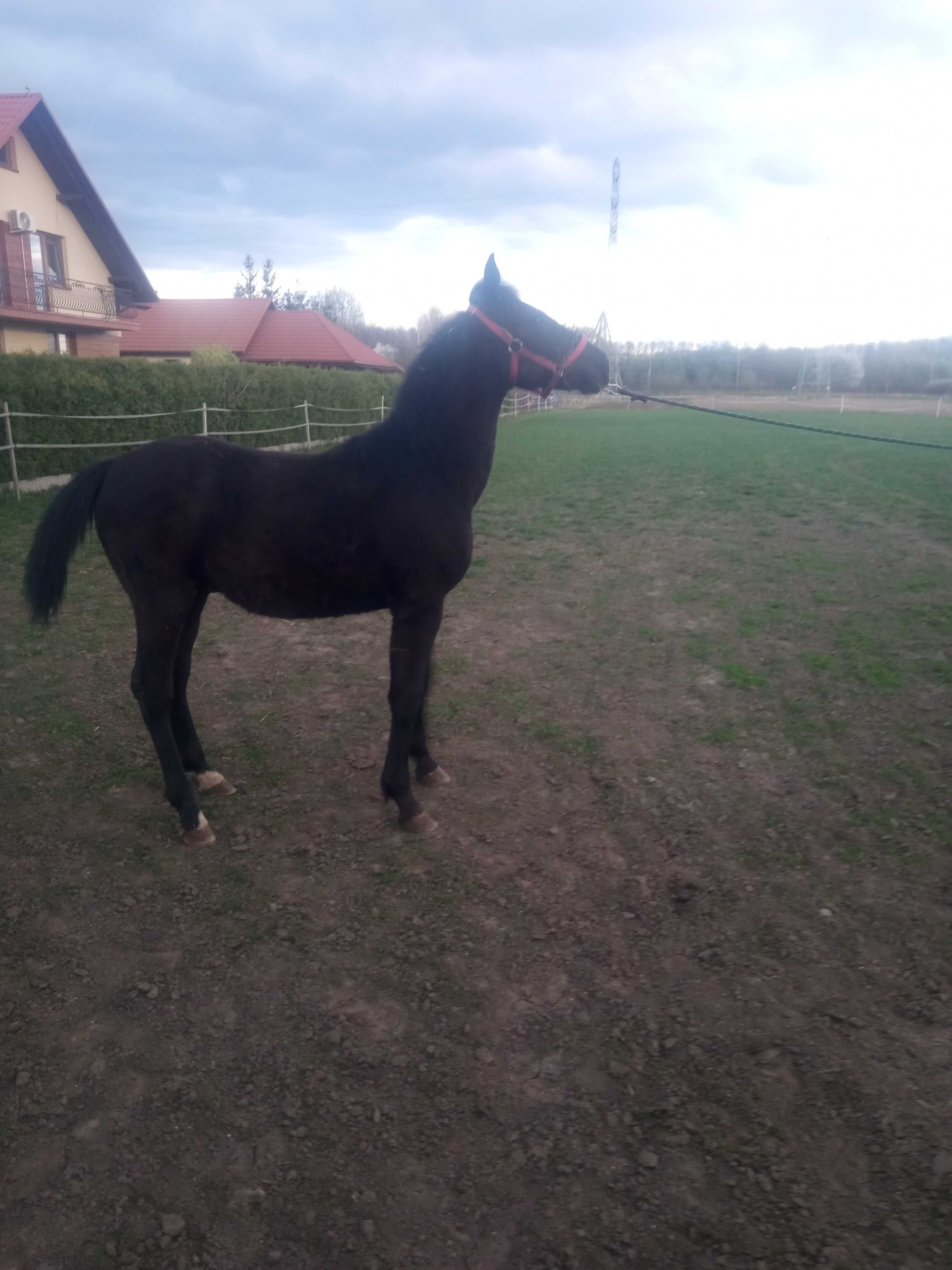 Ogier Śląski ogierek