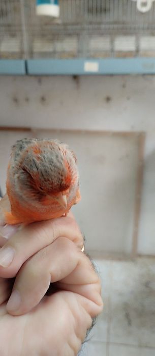 Canários Ágatas vermelhos e vermelhos.