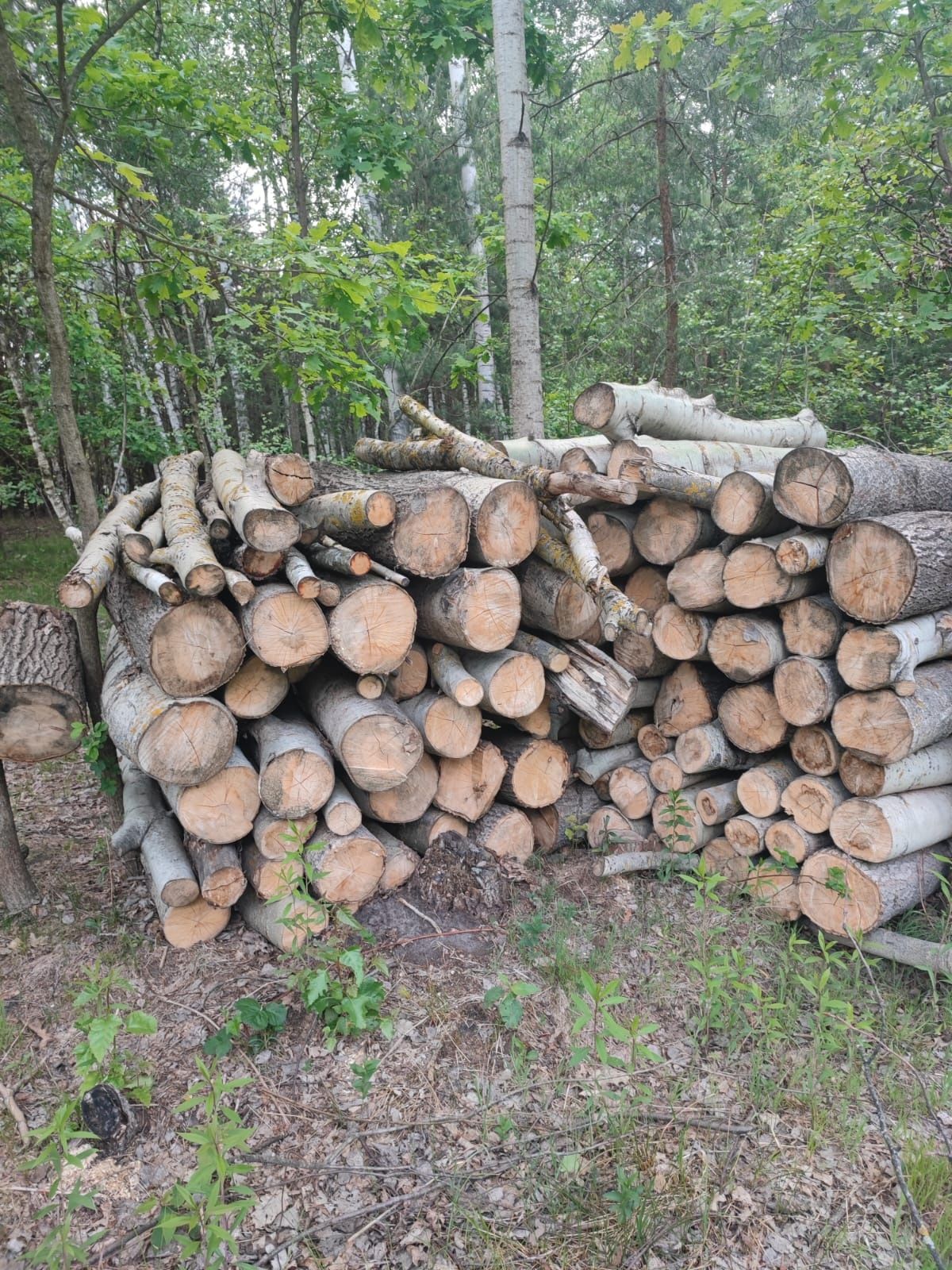 Drzewo osika sosna