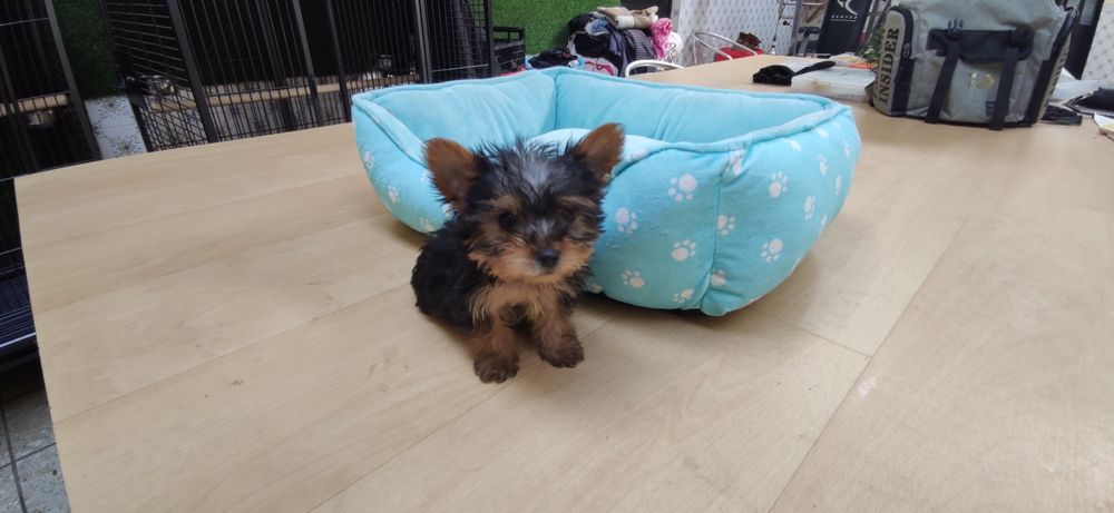 Yorkshire Terrier miniatura criado em ambiente familiar