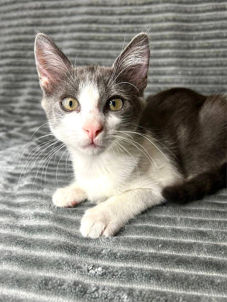 Серце з латкою, душа з муркотінням
