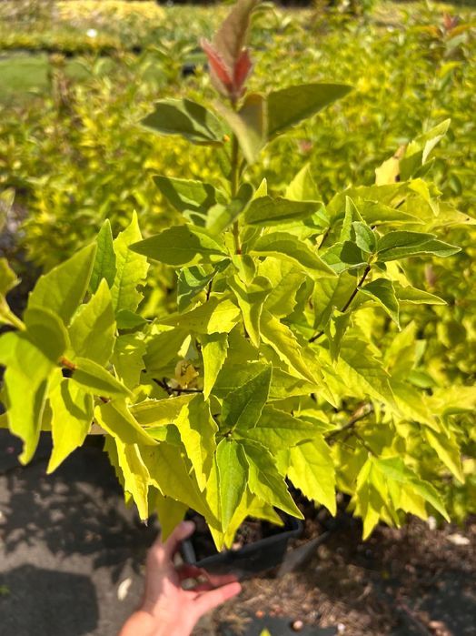 Jasminowiec wonny 'Rosamunde' (Philadelphus coronarius) Doniczka 2.0L