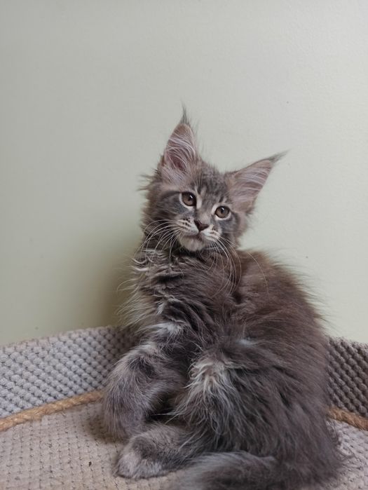 Maine Coon-koteczka po Championie