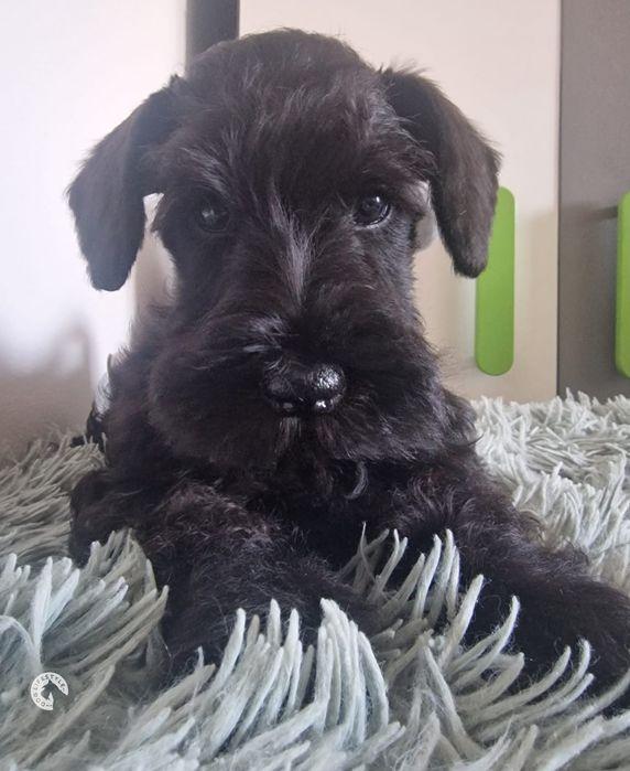 Sznaucer miniaturowy czarny SUCZKA