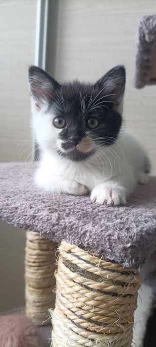 Do oddania małe kotki