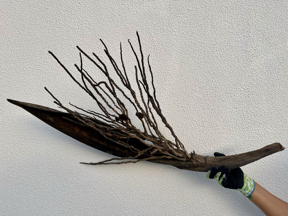 Tronco de coqueiro para decoracao de aquario grande