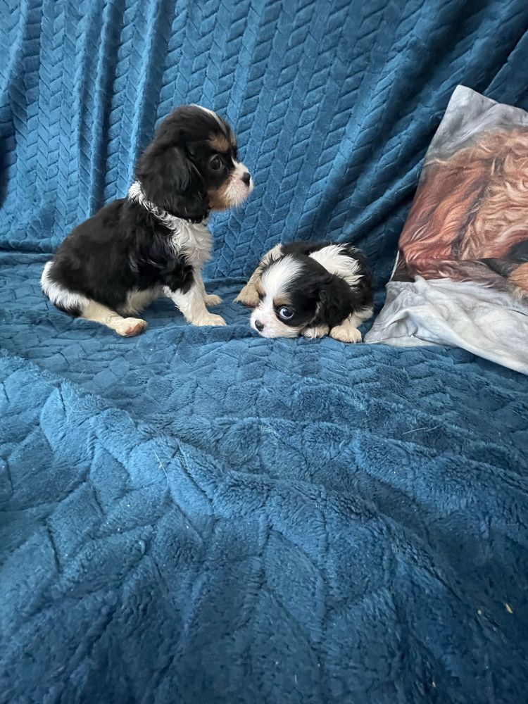 Cavalier samiec do rezerwacji