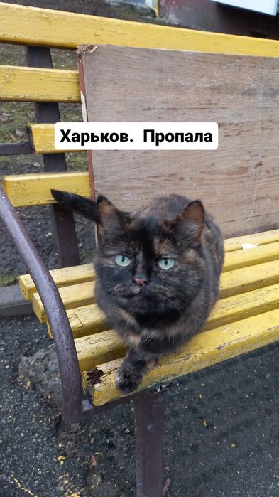 Пропала кошка. Новые дома, Ландау 2