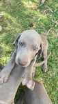 Weimaraner Menina com coloração incomum