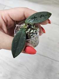 Hoya thomsonii (white flowers)