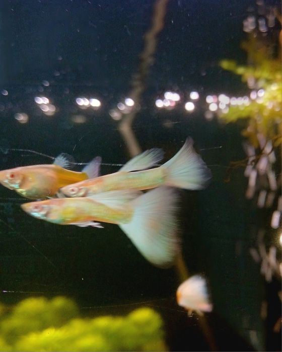 Gupik Albino Full white Platinum (samce)