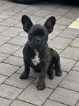Buldog Francuski Mia