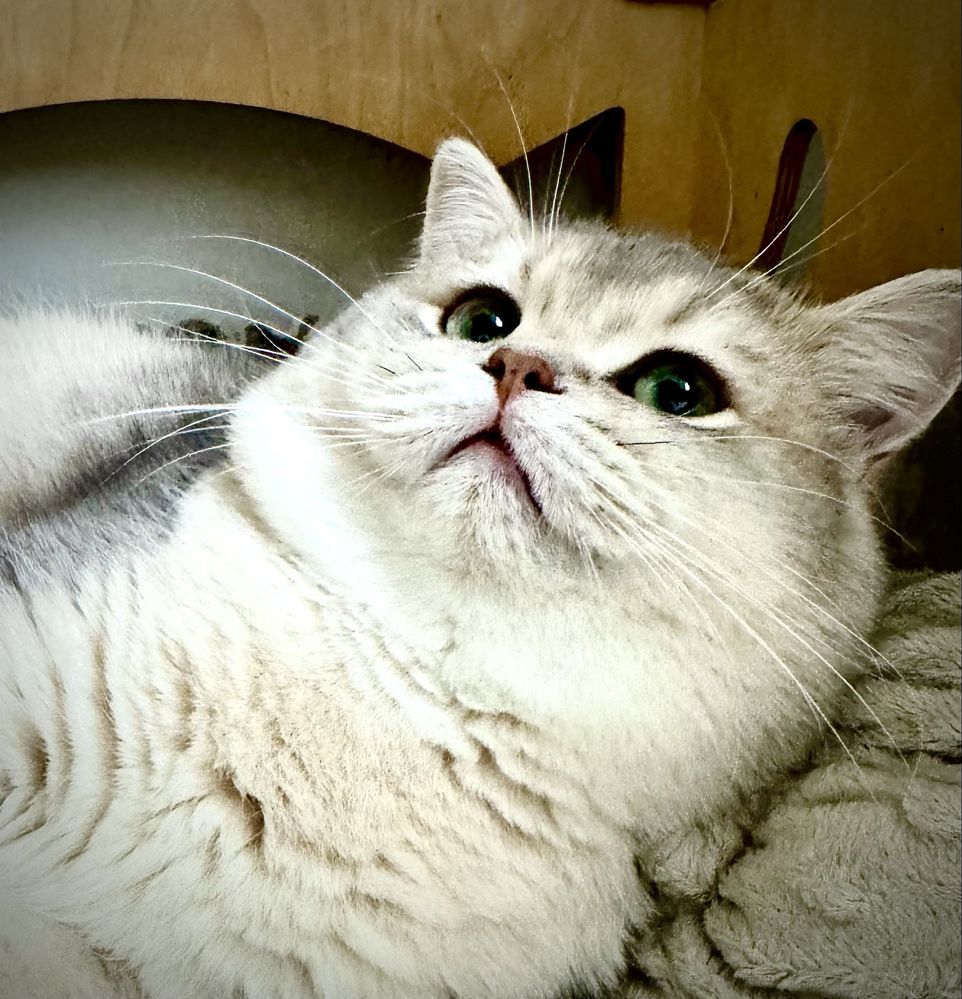 Золота шиншила британська! Котик!