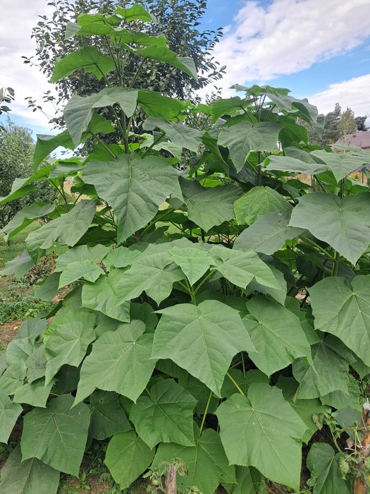 Paulownia puszysta, drzewko szczęścia - drzewka