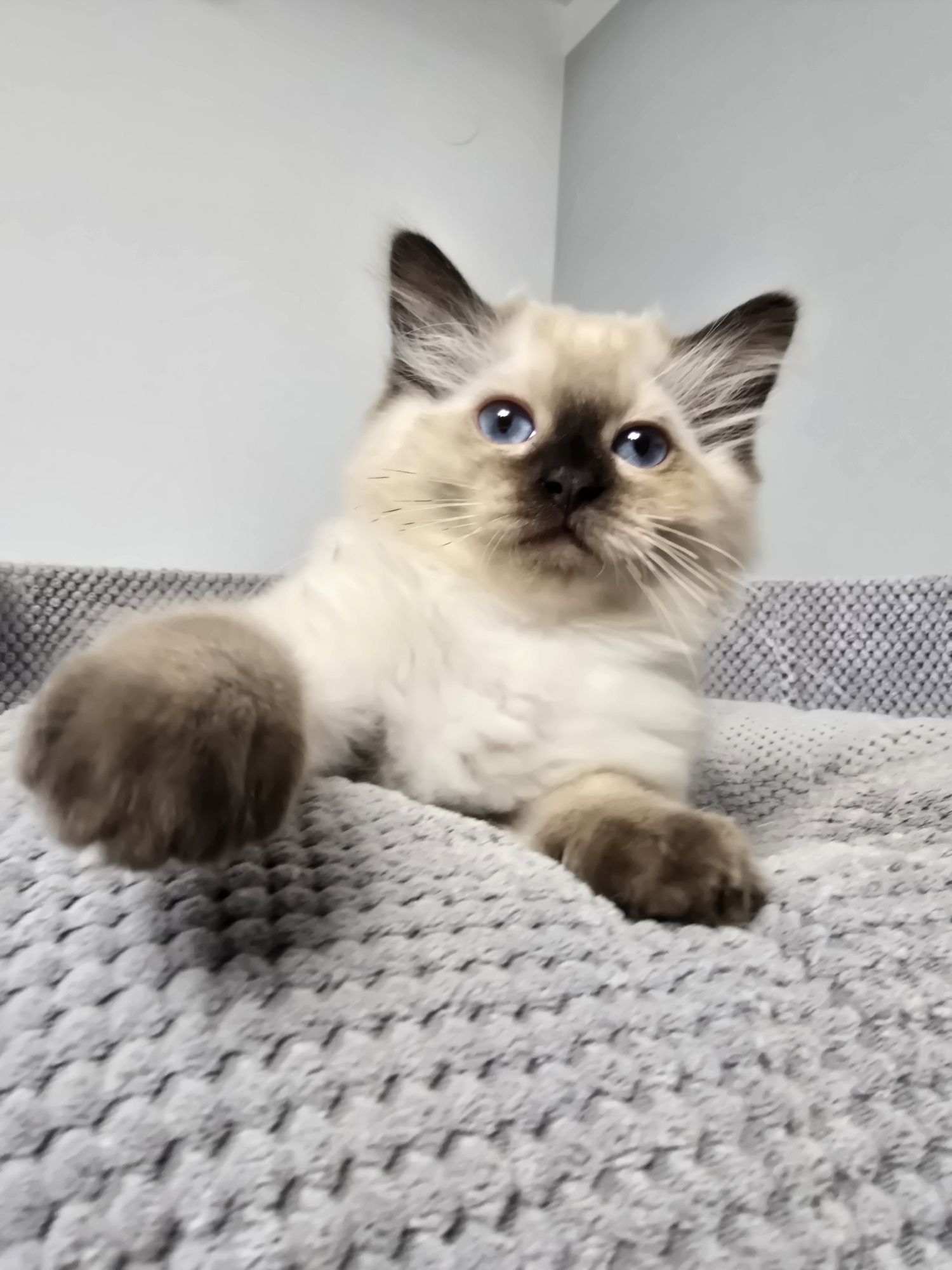 Kocurek Ragdoll rodowód FPL