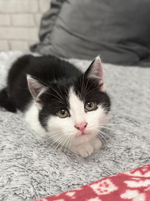 Mała kotka szuka nowego domu