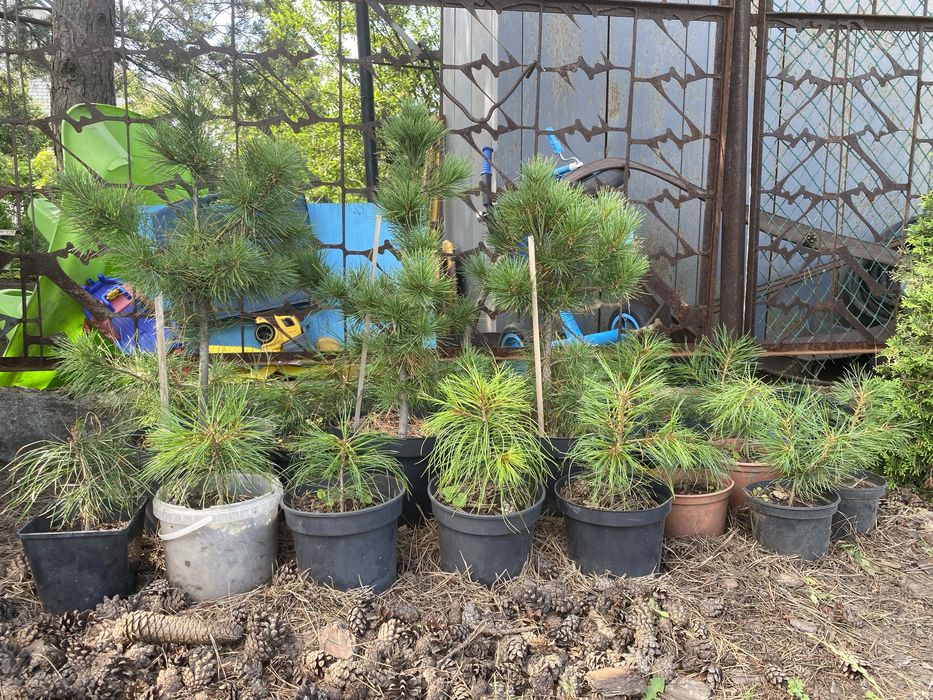 Кедр сибирский