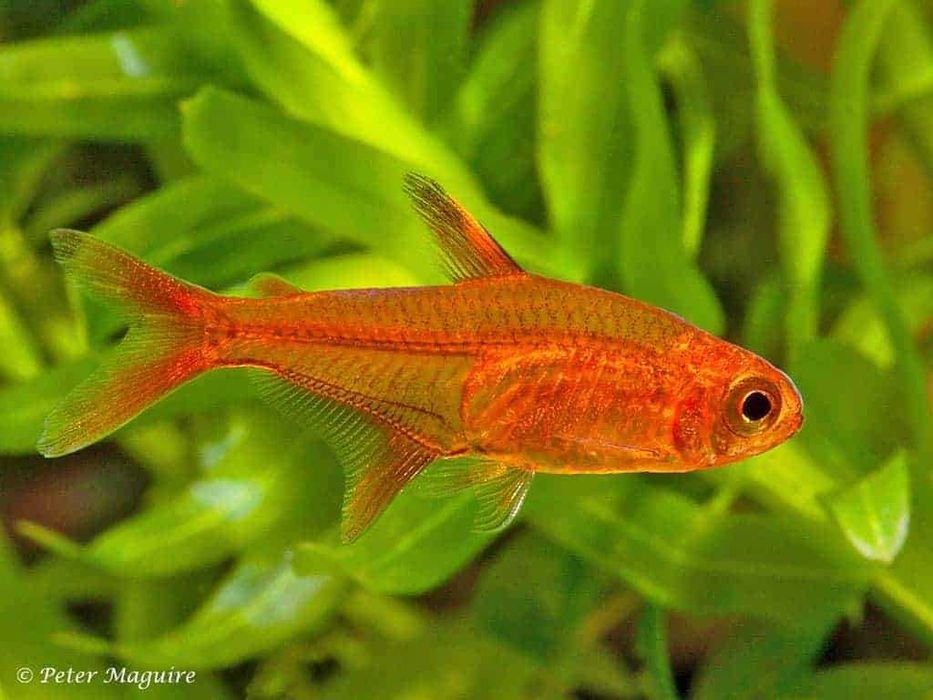 Bystrzyk pozimkowy (Hyphessobrycon amandae)