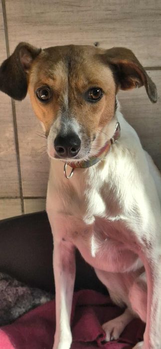 Cudowna sunia dla człowieka o wielkim sercu