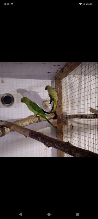 Aleksandretta / aleksandretty