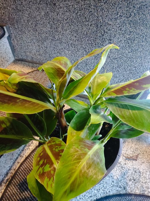 Bananowiec Musa tropicana