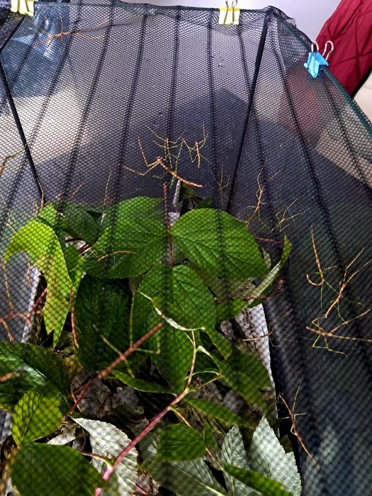 Patyczaki Odbiór Osobisty