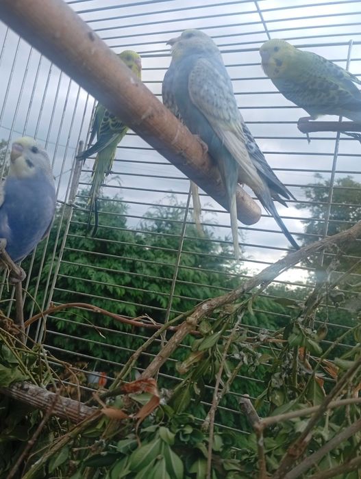 Papugi faliste młode z tego roku