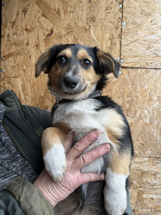 Вакциноване цуценя в добрі руки